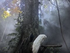 -西双版纳原始森林公园