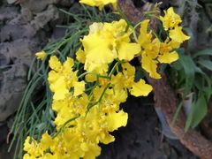 -北京植物园-展览温室