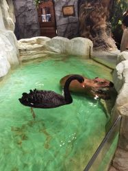 -Zoolung Zoolung动物主题公园(海信广场店)