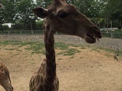 -石家庄市动物园