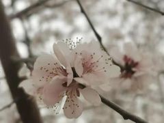 -桃花堤公园