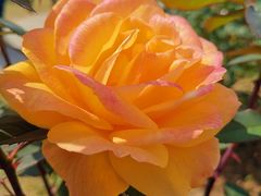 -人民公园(罗湖区)