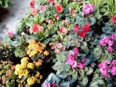 -三圣花乡旅游区