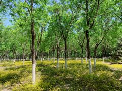 -永定河休闲森林公园