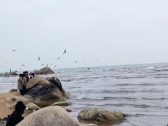 -老虎石海上公园