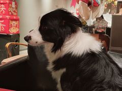 -百好乐宠物友好餐厅(朝外大街店)