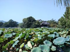 -家烧面馆【南山路知名经典面食】