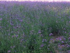 -紫海香堤香草艺术庄园
