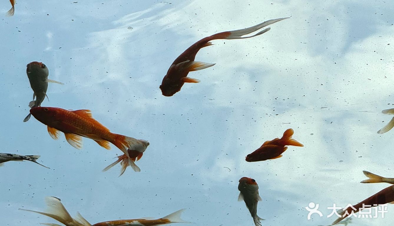 金鱼如悬在空中的吻，流影與光煥蔓延成詩。