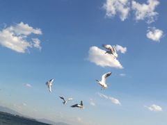 -海埂大坝