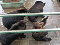 -西霞口神雕山野生动物世界