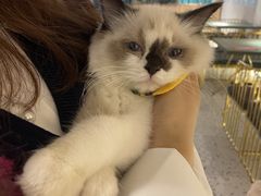 -喵喵咪呀布偶猫咖(春熙路店)