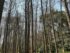 -杭州植物园
