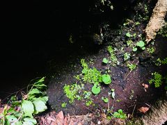 -吊水壶国家森林公园