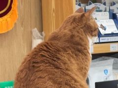 -四月宠物医院·猫专科·心脏专科·内科(转塘店)