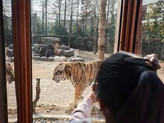 -上海野生动物园老虎餐厅