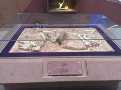 -陕西自然博物馆