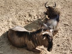 -宿豫区运河湾森林动物园