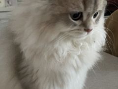 -老吴的猫·猫舍(新区店)