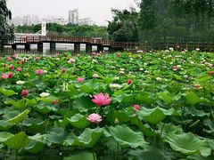 -黄兴公园