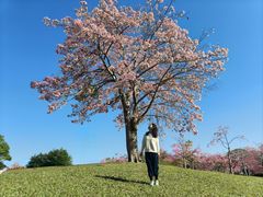 -风云岭森林公园