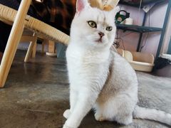 -喵屿·大理花园猫咖