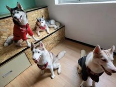 -Husky Go! 哈士奇体验馆·宠物咖啡厅狗咖
