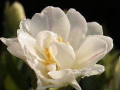 -厦门园林博览苑