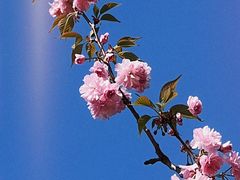 -顾村公园