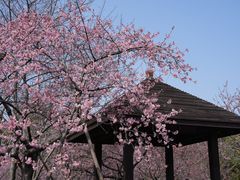 -顾村公园