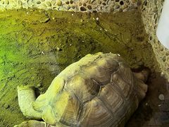 -上海大自然野生昆虫馆(东方明珠·爬宠昆虫探索中心)