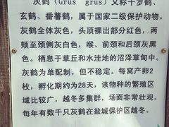 -盐城丹顶鹤湿地生态旅游区