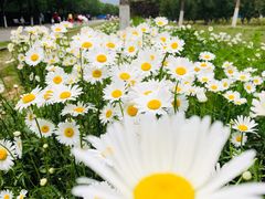 -永定河休闲森林公园