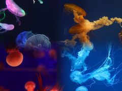 -海合安成都极地海洋公园