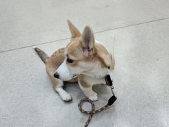 -凯瑞希宠物医院·狂犬免疫·微创·皮肤科