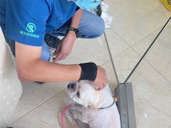 -瑞派申生动物医院·24H夜诊·国际动物医疗中心·骨外科(吴中路店)