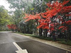 -东湖落雁景区