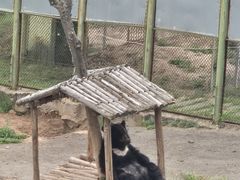 -青藏高原野生动物园