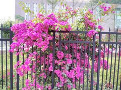 -成都市郫都区人民医院