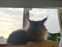 -东方名猫馆·英短金渐层布偶猫舍(环线广场1号楼店)