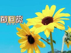 -白石龙音乐公园
