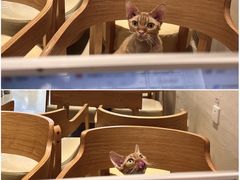 -藏猫猫咖啡主题馆(中央大道店)