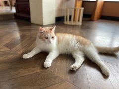 -蓝鲸·缅因猫舍