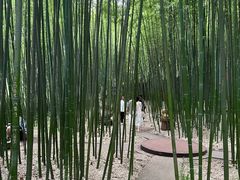 -泰山风景名胜区-普照寺
