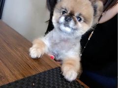 百好乐比萨-百好乐宠物友好餐厅(朝外大街店)