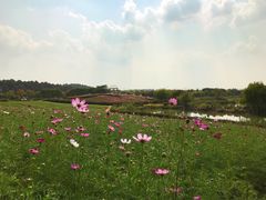 -大塘金香草谷