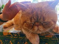 -平行世界·猫咖(首经贸店)