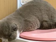 -瑞派康怡24h宠物医院·犬猫医疗中心·微创绝育(瑞景分院)