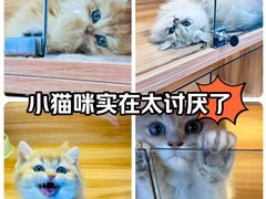 -猫十亿·布偶金渐层·曼基康矮脚猫舍(青年路店)