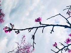 -天适樱花悠乐园